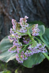 Bergenia
