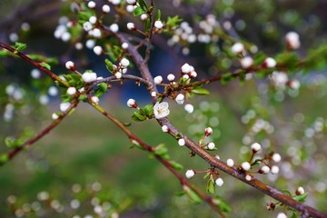 Sakura Kirschenblüten in tuttlingen