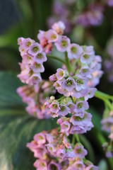 Bergenia