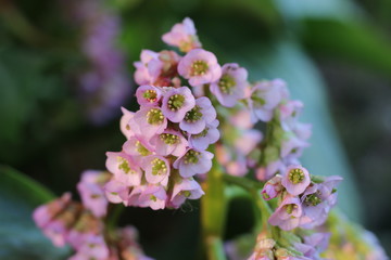 Bergenia