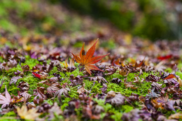 Autumn leave, japan