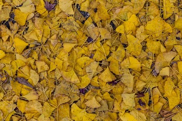 autumn leaves of japan