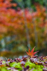 Autumn leave, japan