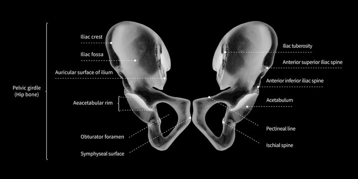 Infographic diagram of human hip bone or pelvic girdle anatomy system anterior view- 3D- medical illustration- human anatomy- medical diagram- educational concept- black and white x-ray color film