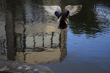 Duck flying