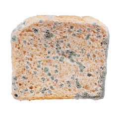 moldy bread