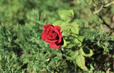 Red rose