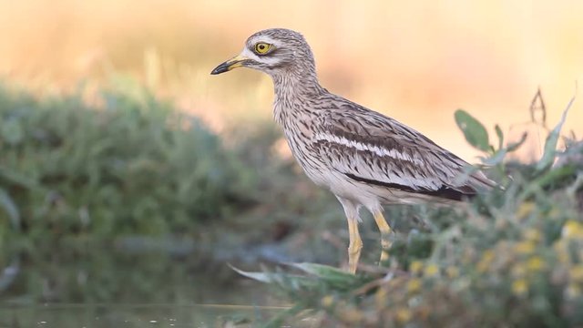 Stone-curlew. Burhinus oedicnemus