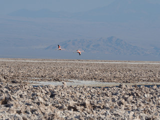 Flamingos in flight over salt lake Bolivia