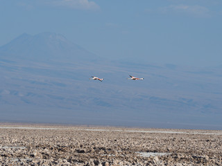Flamingos in flight over salt lake Bolivia