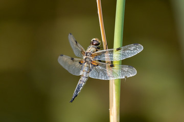 große Libelle an einem Stengel - Makroaufnahme