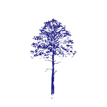 Pine tree. Blue line drawing Isolated on white Background. Hand drawn vector illustration. Ink sketch.