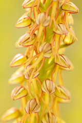Aceras antropophorum, Man orchid, Gargano in Italy. Flowering European terrestrial wild orchid,...