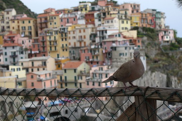 Fototapeta na wymiar Pigeon at cinque terre