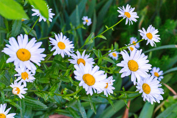 White delicate daisies blossom in bright green grass on the lawn