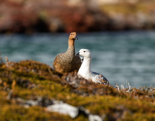 Male and female of Magellan Goose (Chloephaga picta). Los Glaciares National Park. Patagonia. Argentina