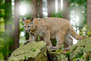Photo sur Plexiglas Puma Puma concolor, connu sous le nom de lion de montagne, panthère, dans la végétation verte, Mexique. Scène de la faune de la nature. Cougar dangereux assis dans la forêt verte avec rock, beau contre-jour.