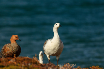 A flock of wild geese relax in the sun. Lake Madre e Hija. Los Glaciares National Park. El Chalten. Patagonia. Argentina