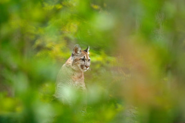 Cougar, Puma concolor, im Naturwaldlebensraum, zwischen Bäumen, verstecktes Porträt des gefährlichen Tieres aus den USA. Wilder Säugetierberglöwe versteckt in der grünen Vegetation.