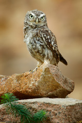 Little Owl, Athene noctua, bird in the nature habitat, sitting on the stone. Bird with yellow eyes, Romania. Wildlife scene from nature.