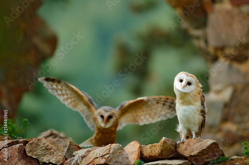 Pair Of Owls On The Stone Wall Two Barn Owl Tyto Alba