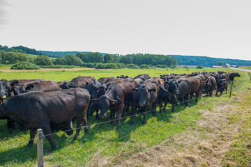 flock of black angus cattles on a cow paddock