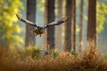 Owl in forest habitat, tree stump. Flying Eurasian Eagle Owl with open wings, action wildlife scene from nature, Germany. Dark forest with bird.