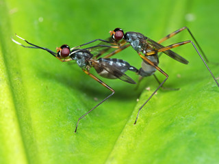 Macro Photo of Two Insects Having Sex on Green Leaf