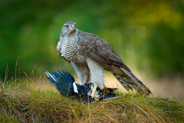 Animal behaviour in the forest. Bird of prey Goshawk with killed Eurasian Magpie in the grass in...