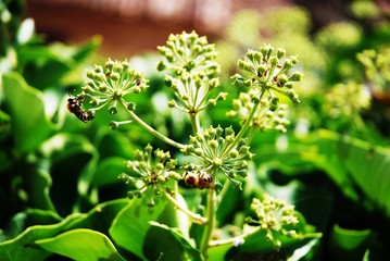 Volubilis bleus