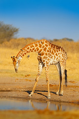 Giraffe drinking water from the lake, evening orange light, big animal in the nature habitat in Botswana, Africa. Big African animal with blue sky.
