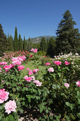 The flower is densely planted with white and pink rose bushes in the botanical garden.