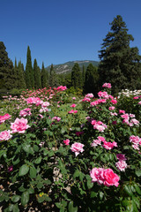 A magnificent glade with beautiful bushes of luxurious roses growing among the lush fir trees with a beautiful view of the mountains and the blue sky.