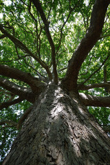 Fototapeta premium branched crown of the old fluffy tree with green leaves