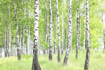 Naklejka premium Beautiful birch trees with white birch bark in birch grove with green birch leaves in summer