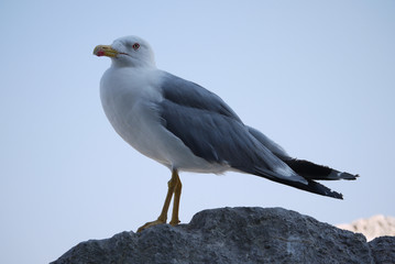 A gull with a proud look and standing alone on a rock. With white color on the abdomen and steel color wings.