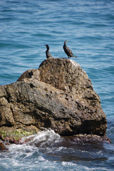 Fototapeta premium A pair of black sea birds on a rock that is washed by sea waves