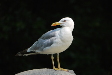 A white gull in a box with a yellow beak on a large stony under sunlight