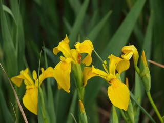 Obraz premium lirio amarillo