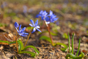 Scilla bifolia flower