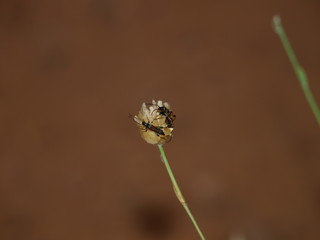 insectos en flor seca