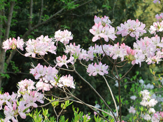 Branch with small lush white inflorescences and green leaves against the background of tall trees