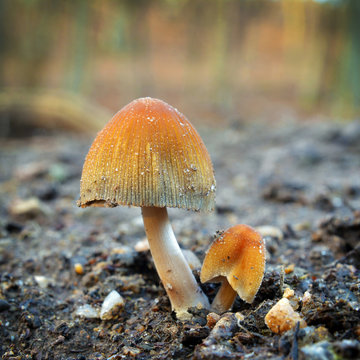 Coprinellus saccharinus mushroom