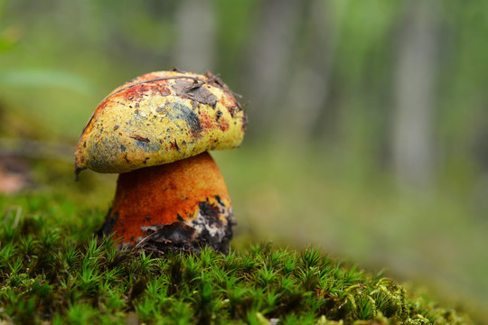 Imperator luteocupreus mushroom