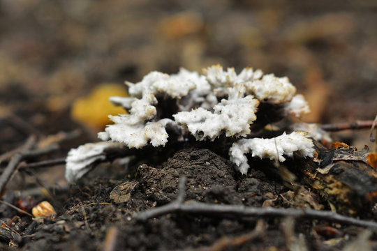 sebacina incrustans fungus