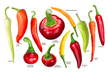 Hungarian paprika peppers, paths