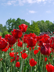 Fototapeta na wymiar Beautiful red tulips on high legs against a background of green trees