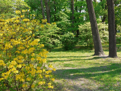 A huge bush with yellow petals of flowers near the green forest path