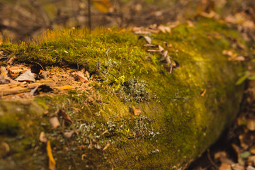 Nice and colorful autumnal scene