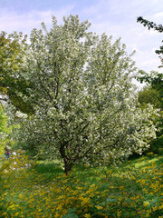 Fototapeta na wymiar Beautiful lush blossoming apple tree with huge white flowers and green leaves